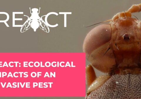 Video: The Ecological Impacts of an Invasive Pest