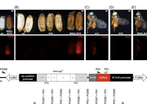 A New Tool for Precision Pest Control: Functional validation of a minimal white pupae gene construct in the Mediterranean fruit fly