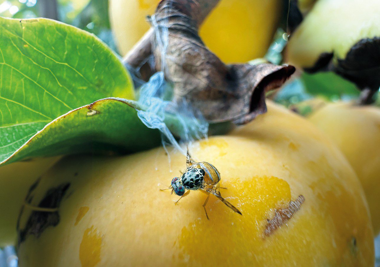 Mediterranean fruit fly