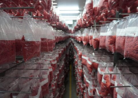 Field Notes from South Africa: Learning from a Country at the Frontline of Fruit Fly Management