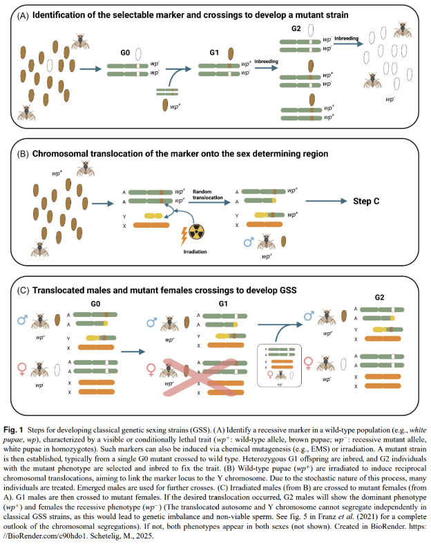 Illustration showing steps for developing classical genetic sexing strains (GSS)