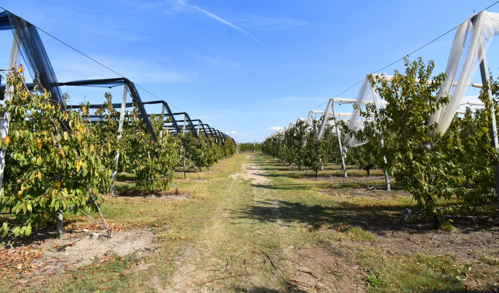 Peach plantation in Greece