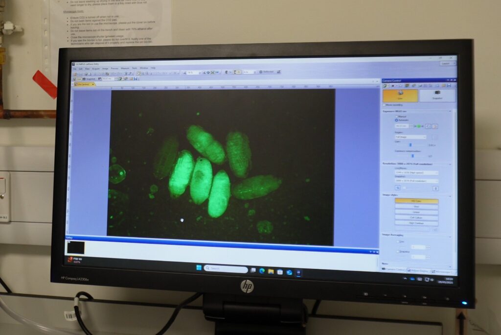 Larvae on Monitor