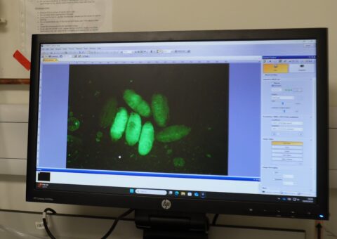 Larvae on Monitor