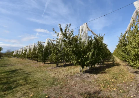 Peach plantation