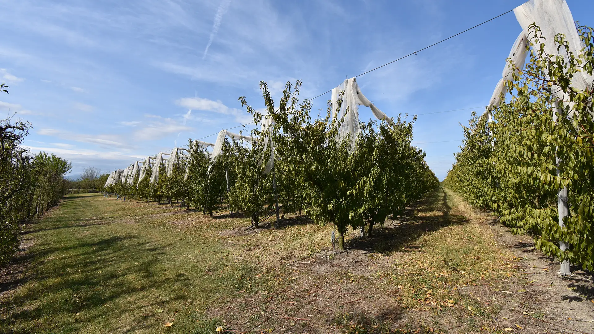 Peach plantation