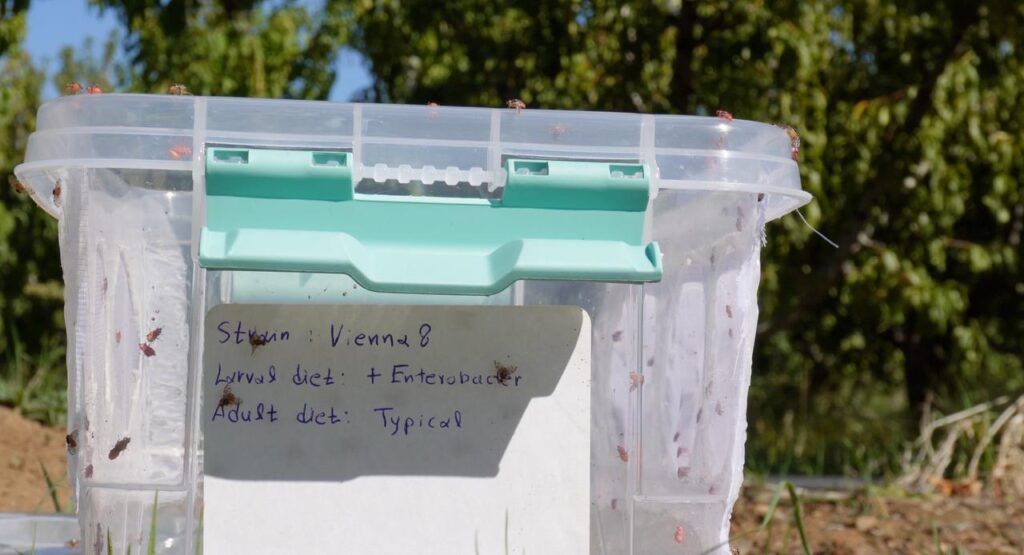 Plastic box containing sterile fruit flies