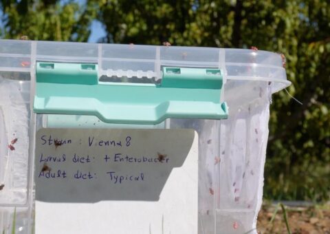 Plastic box containing sterile fruit flies