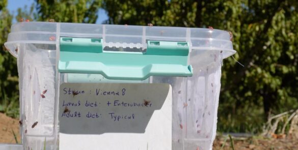 Plastic box containing sterile fruit flies